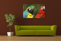 Obraz Papagáj zs126