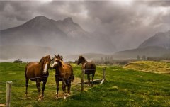 Obraz na stenu ZS - bez pomeru strán