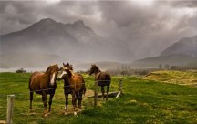 Obraz Stádo koní zs127