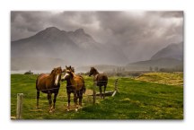 Obraz Stádo koní zs127