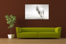 Obraz Biely Kôň zs132