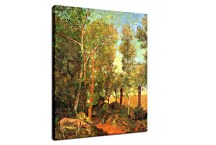 Donkey by lane zs17096