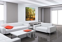 Donkey by lane zs17096