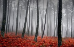 Obraz na stenu ZS - bez pomeru strán