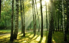 Obraz na stenu ZS - bez pomeru strán