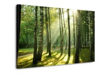Obraz Les zs180