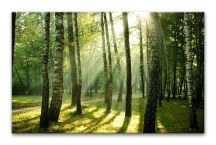 Obraz Les zs180
