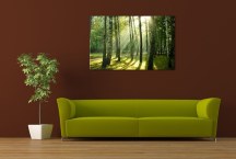 Obraz Les zs180