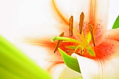 Obraz na stenu ZS - bez pomeru strán