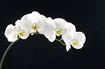 Obraz Biela Orchidea zs18547
