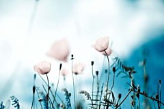 Obraz na stenu ZS - bez pomeru strán