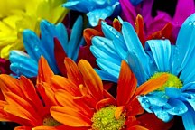 Obraz Kvety farebné zs18572