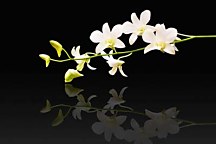 Obraz Orchidea biela zs18582
