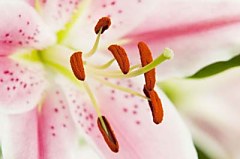 Obraz na stenu ZS - bez pomeru strán