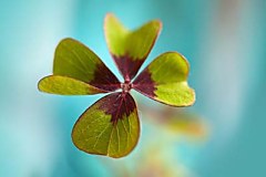 Obraz na stenu ZS - bez pomeru strán