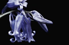 Obraz na stenu ZS - bez pomeru strán