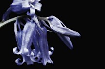 Obrazy Kvety - Zvončeky zs18612