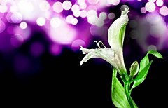 Obraz na stenu ZS - bez pomeru strán