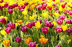 Obraz na stenu ZS - bez pomeru strán