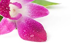 Obraz na stenu ZS - bez pomeru strán