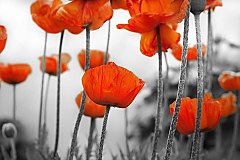 Obraz na stenu ZS - bez pomeru strán