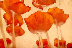 Obraz na stenu ZS - bez pomeru strán