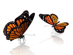 Obraz na stenu ZS - bez pomeru strán