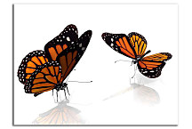 Detské obrazy Motýle zs24037