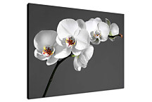 Kvet Obraz - Orchidea biela zs24038