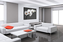 Kvet Obraz - Orchidea biela zs24038
