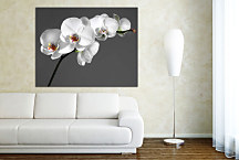 Kvet Obraz - Orchidea biela zs24038