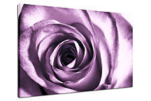 Kvety Obrazy - Ruža fialová zs24042