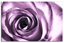 Kvety Obrazy - Ruža fialová zs24042