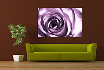 Kvety Obrazy - Ruža fialová zs24042