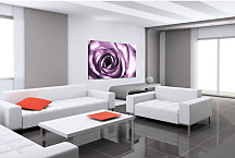 Kvety Obrazy - Ruža fialová zs24042