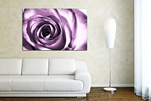 Kvety Obrazy - Ruža fialová zs24042