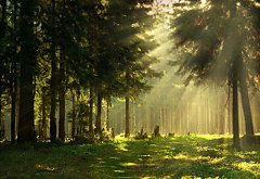 Obraz na stenu ZS - bez pomeru strán