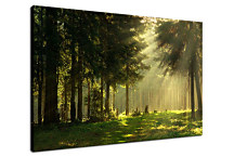 Obraz Príroda zs24049