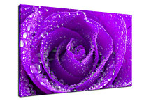 Obraz Kvet Ruža s rosou zs24063