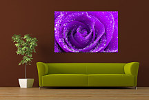 Obraz Kvet Ruža s rosou zs24063