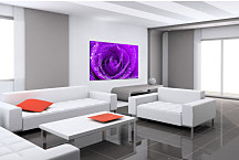 Obraz Kvet Ruža s rosou zs24063