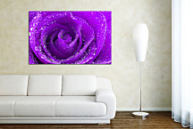 Obraz Kvet Ruža s rosou zs24063