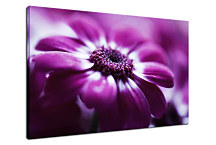 Obraz Kvety - Fialový kvet zs24077