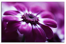 Obraz Kvety - Fialový kvet zs24077