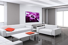 Obraz Kvety - Fialový kvet zs24077