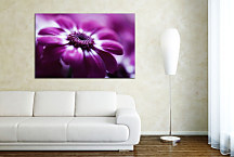 Obraz Kvety - Fialový kvet zs24077