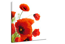 Obrazy Kvety - Divé Maky zs24080