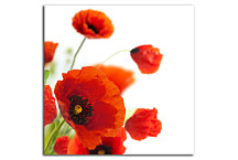 Obrazy Kvety - Divé Maky zs24080