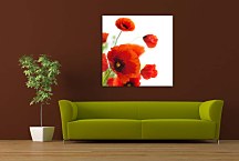 Obrazy Kvety - Divé Maky zs24080