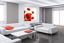 Obrazy Kvety - Divé Maky zs24080